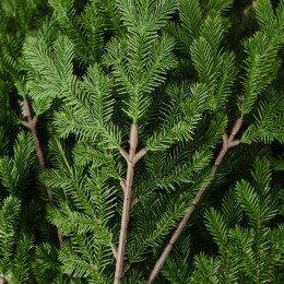 Елка искусственная BINOSHE Méribel литая 180 см